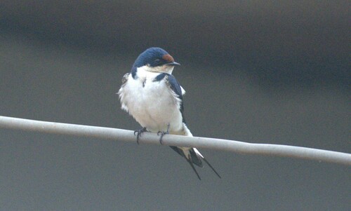 Ethiopian Swallow