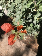 Bougainvillea