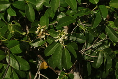 Derris trifoliata