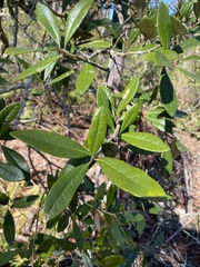 Quercus virginiana