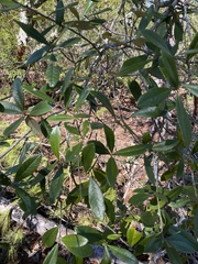 Quercus virginiana