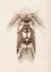 Aglaosoma periblepta