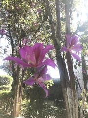 Bauhinia variegata