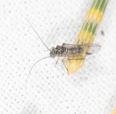 Philotarsidae