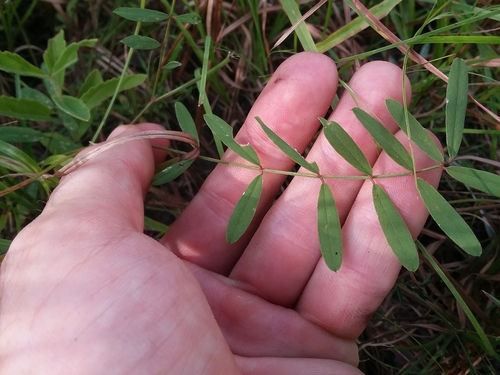 Image of Tephrosia florida by (c) Will McFarland, some rights reserved (CC BY)
