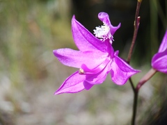Calopogon tuberosus