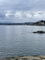 Phoca vitulina