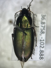 Poecilus chalcites