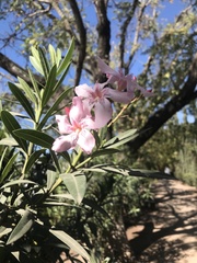 Nerium oleander