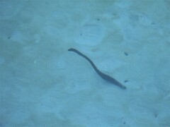 Holothuria leucospilota