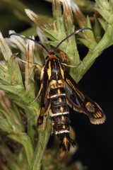 Pyropteron triannuliformis
