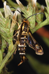 Pyropteron triannuliformis