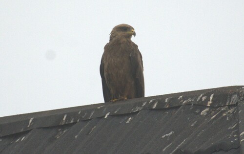 Black Kite