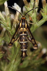 Pyropteron triannuliformis