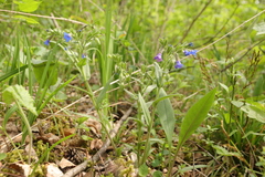 Pulmonaria angustifolia