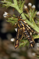 Pyropteron triannuliformis
