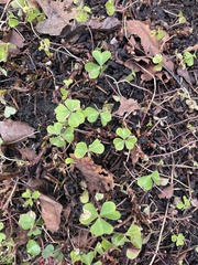 Oxalis oregana