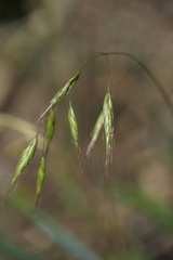 Bromus japonicus