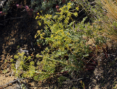 Tauschia parishii