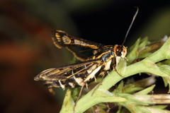 Pyropteron triannuliformis
