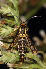 Pyropteron triannuliformis