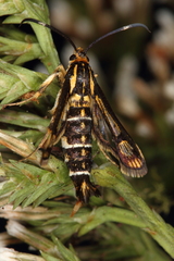 Pyropteron triannuliformis