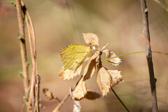 Abaeis salome jamapa