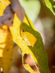 Abaeis salome jamapa