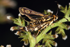 Pyropteron triannuliformis