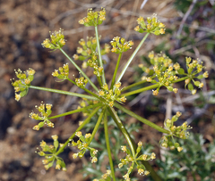 Tauschia parishii