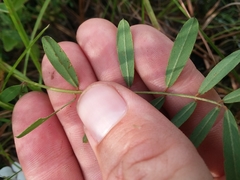Tephrosia florida