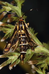 Pyropteron triannuliformis