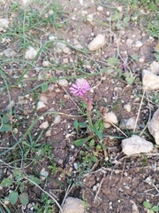 Silene colorata