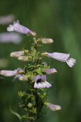 Penstemon gracilis