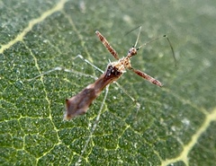 Bactrodes spinulosus