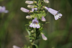 Penstemon gracilis