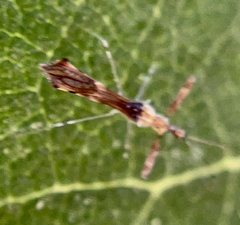 Bactrodes spinulosus
