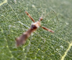 Bactrodes spinulosus