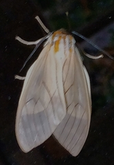 Amastus aconia