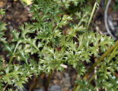 Tauschia parishii
