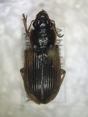 Anisodactylus discoideus
