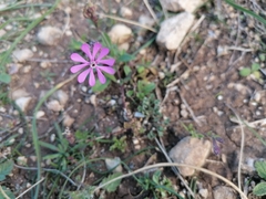 Silene colorata