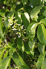 Derris trifoliata