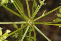 Tauschia parishii