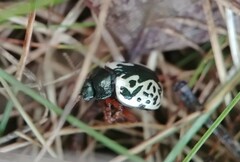 Calligrapha confluens