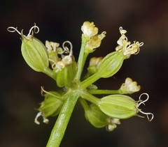 Tauschia parishii