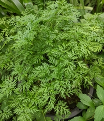 Oreocome striata
