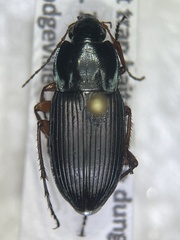 Poecilus lucublandus