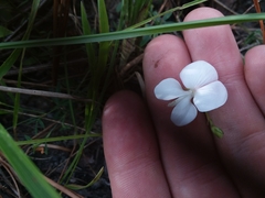 Tephrosia florida