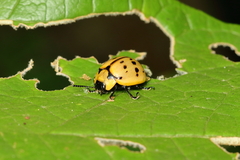Platyphora fraterna
